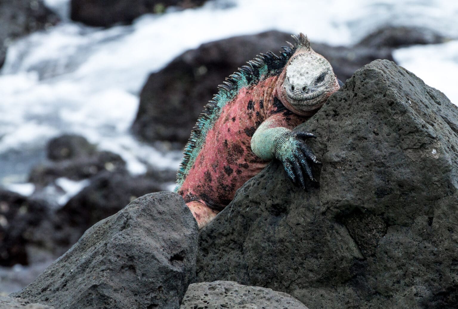 Na Galapágách byla nalezena dvě mláďata kriticky ohroženého leguána růžového