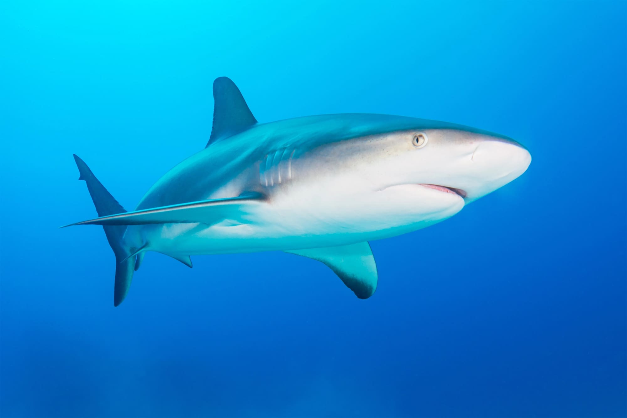 Příroda se vám zase směje. Tohle zbarvení žraloka nedává žádný smysl, a přesto funguje