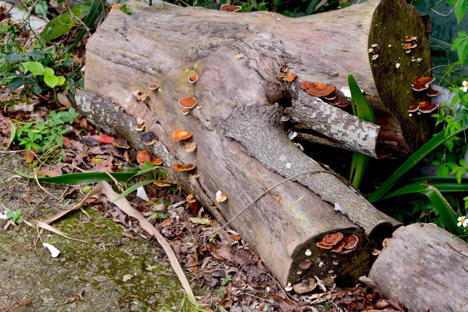 Tchajwanský zázrak přírody ukazuje sílu proti rakovině