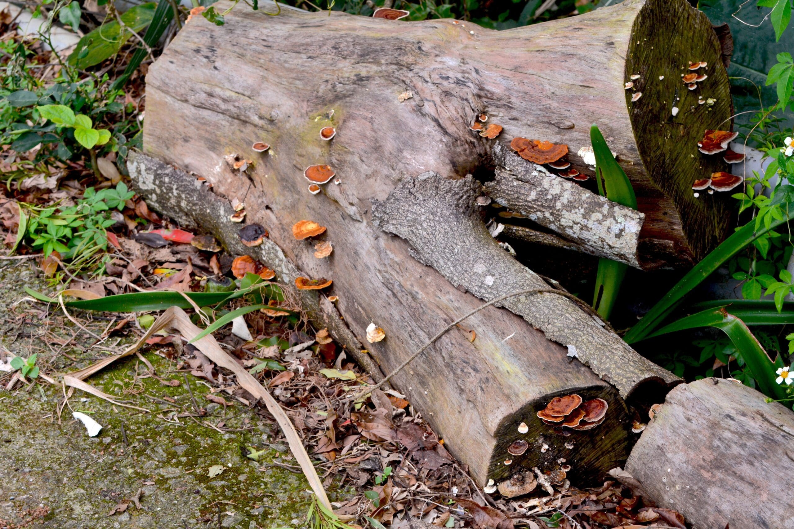 Tchajwanský zázrak přírody ukazuje sílu proti rakovině