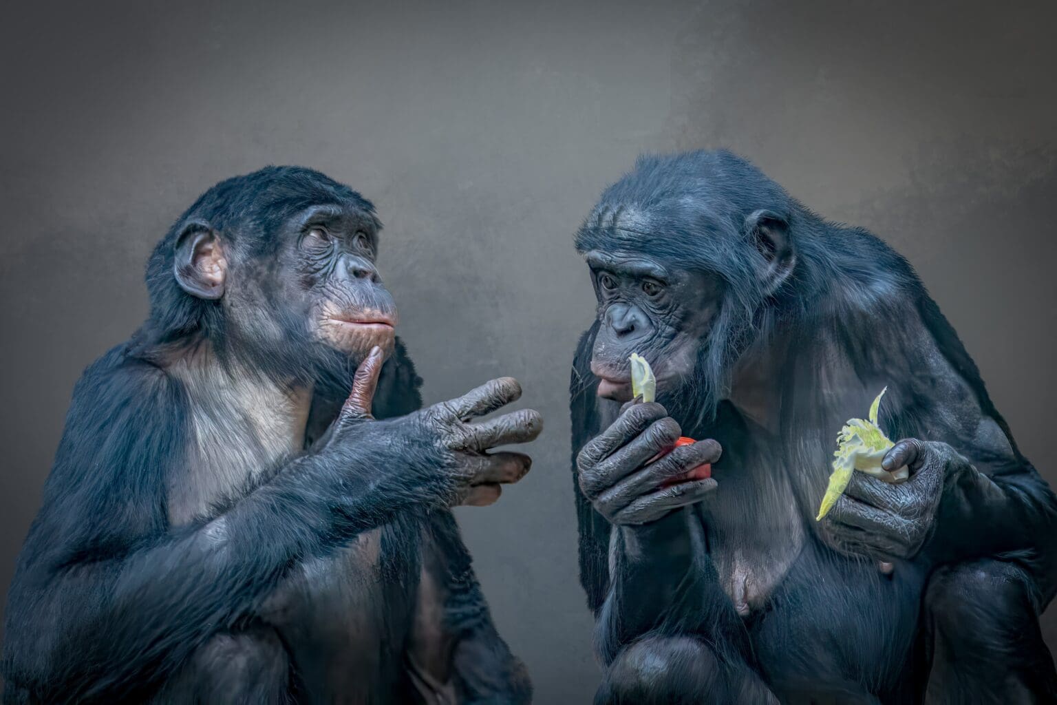 Myslíte, že opice nepijí? Tak se podívejte, co vědci zjistili o šimpanzích