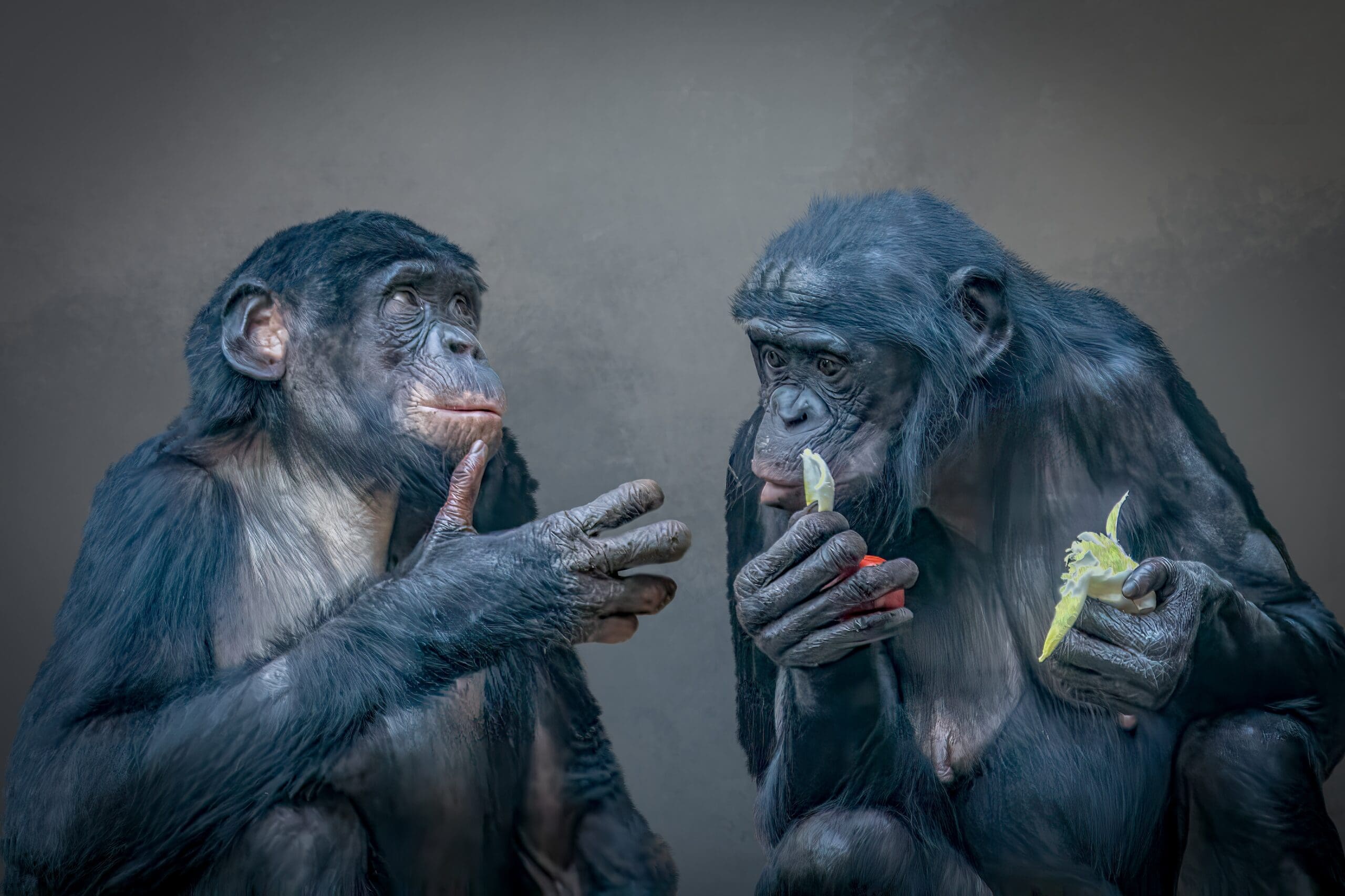 Myslíte, že opice nepijí? Tak se podívejte, co vědci zjistili o šimpanzích