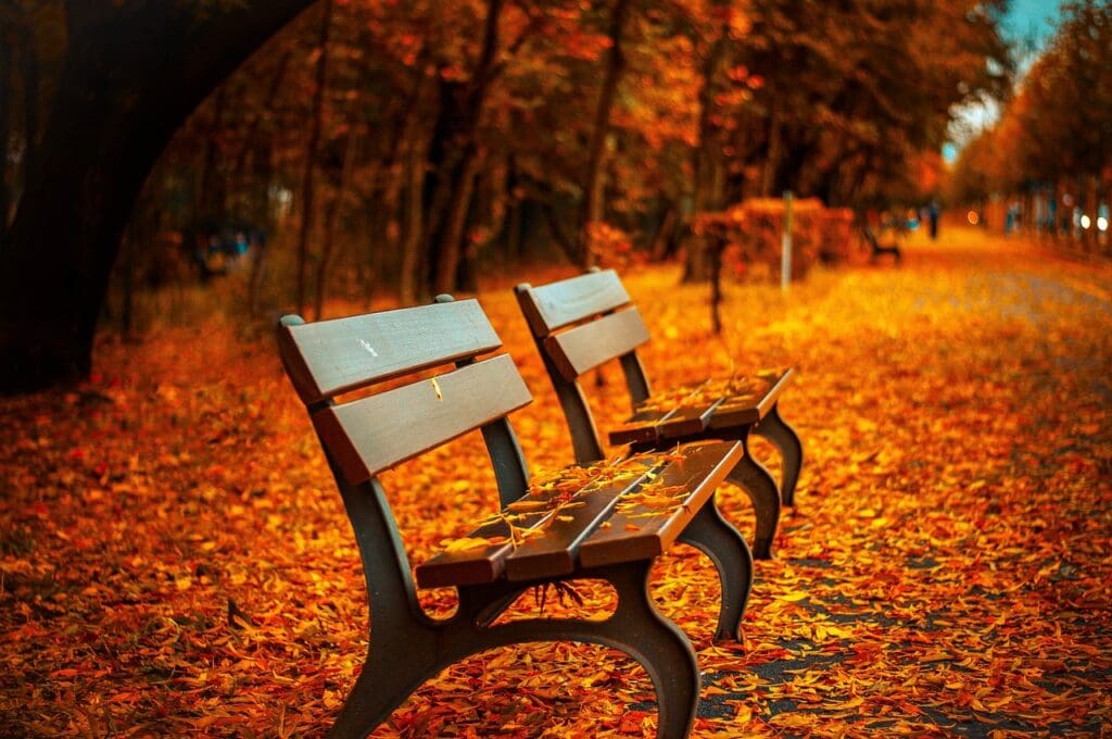 benches, autumn, park, rest, sit, park bench, seats, wood, wooden bench, leaves, foliage, autumn leaves, autumn foliage, autumn season, autumn colors, fall, fall foliage, nature, fallen leaves, fall colors