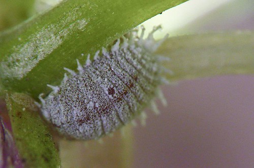 Jíte brouky, ani o tom nevíte. Toto se skrývá v běžných potravinách