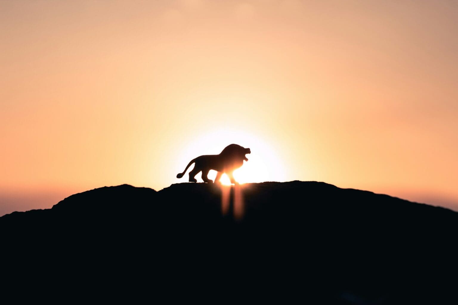 Tento zvuk děsí víc než řev lva. Vědci navrhují novou zbraň proti pytlákům