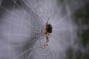 Noční můra arachnofobiků: Vědci objevili pavučinu velkou jako deset aut