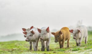 Pořád čekáte na dárce? Prasečí orgány vám mohou zachránit život