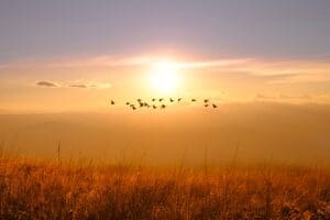 Pták, který se udusil kameny. Fosilie odhalila neobvyklou smrt z doby dinosaurů