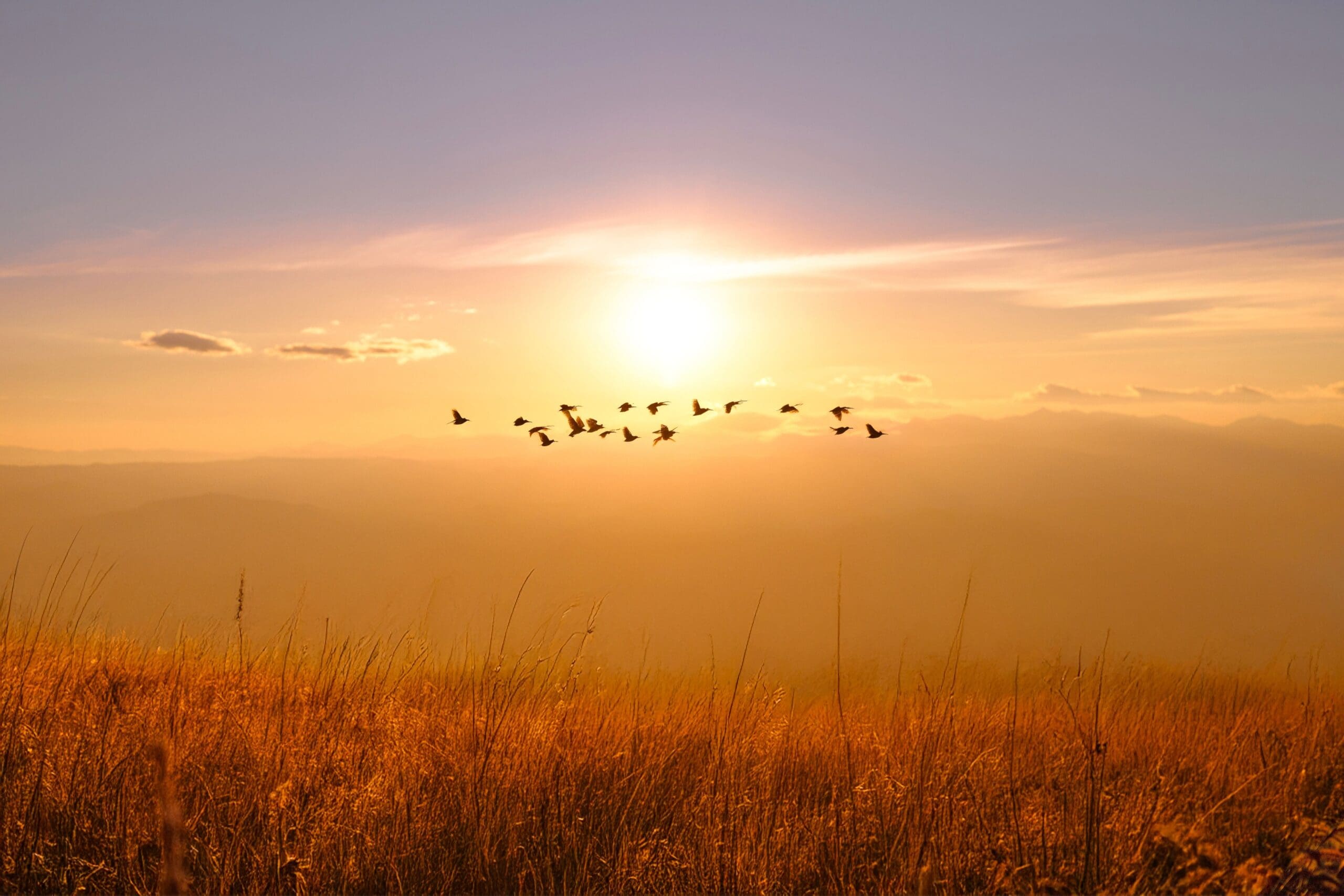 Pták, který se udusil kameny. Fosilie odhalila neobvyklou smrt z doby dinosaurů