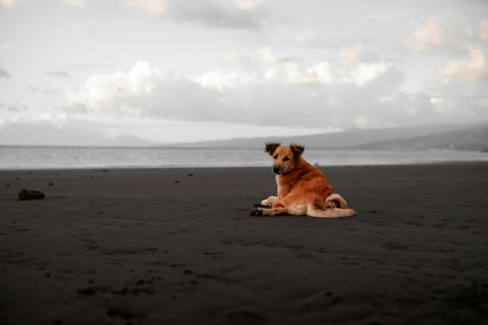 Evoluce v přímém přenosu: Toulaví psi z Černobylu překvapili vědce