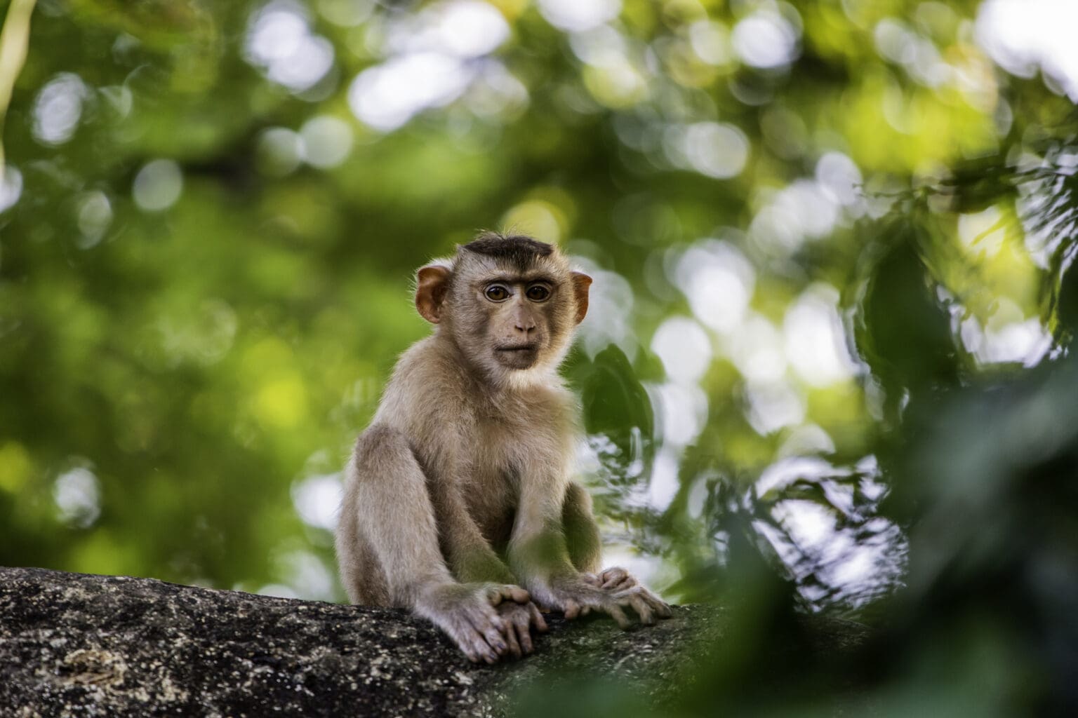 Tohle nebyl mazlíček. Římská smetánka měla své náhradní děti