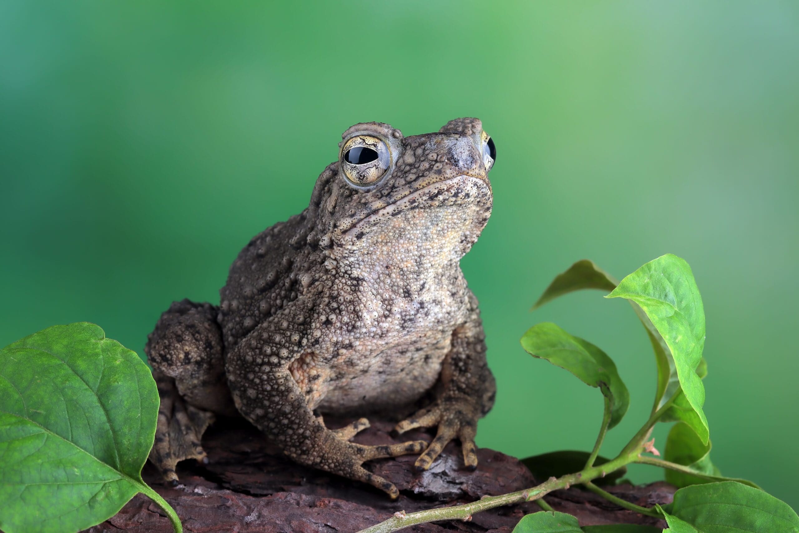 Dávali ropuchu do mléka, aby se nezkazilo. Věda teď vysvětluje, proč to fungovalo