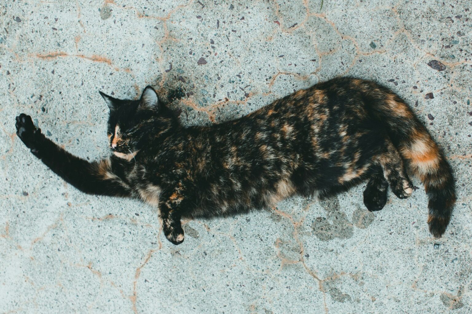 Neuvěřitelný příběh Flossie: Nejstarší kočka světa slaví 30 let