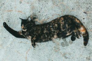 Neuvěřitelný příběh Flossie: Nejstarší kočka světa slaví 30 let