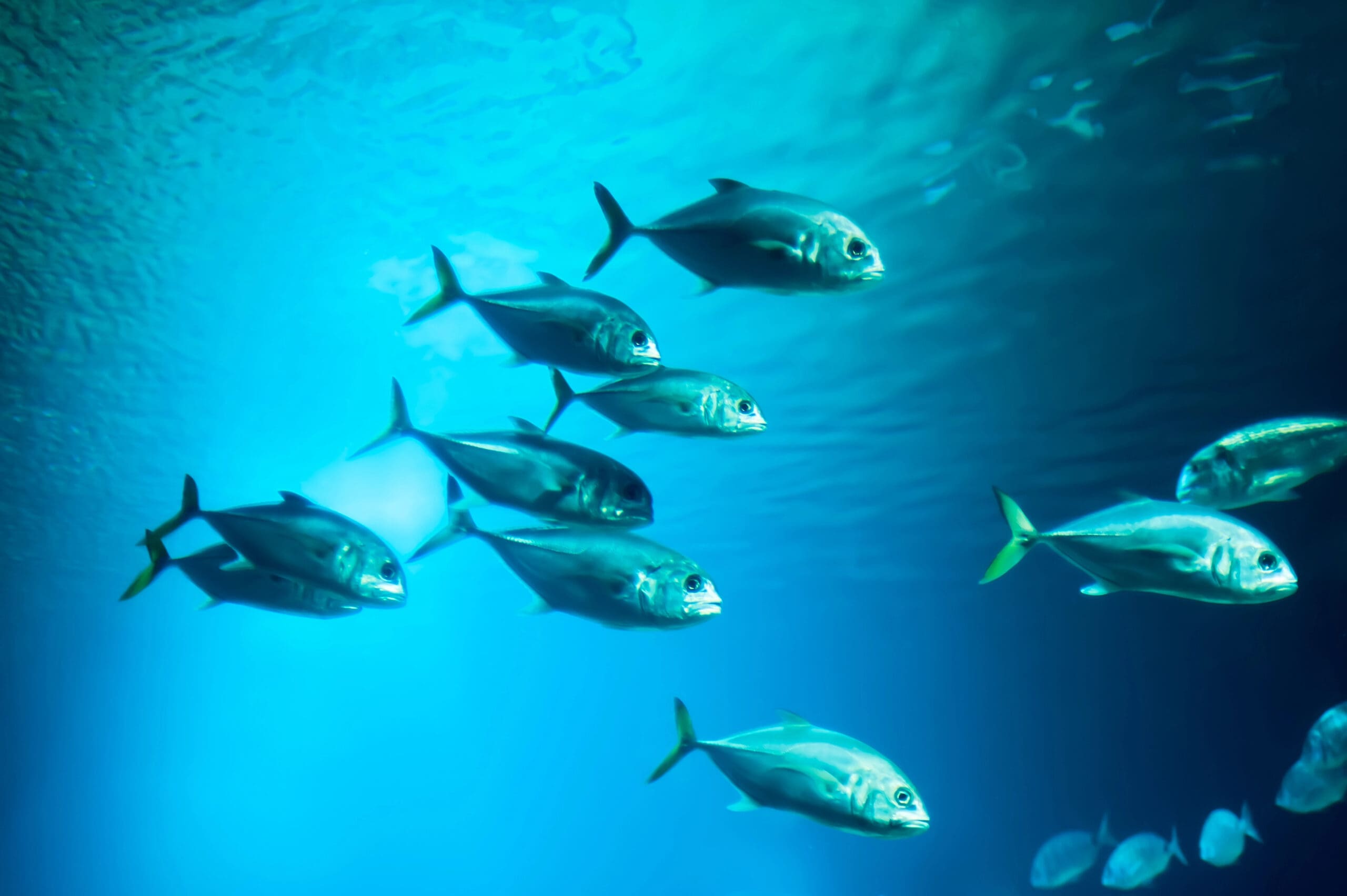 Vědci bijí na poplach: Globální oteplování už snižuje počet ryb až o 20 %