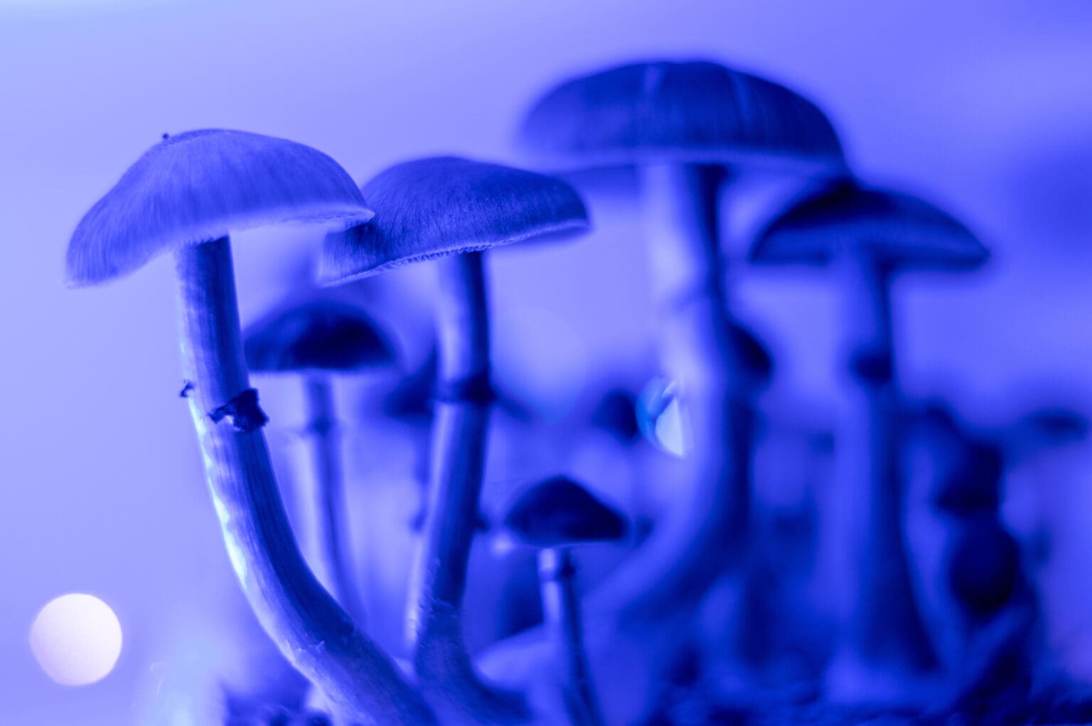 Vidění malých lidí po konzumaci lysohlávek má překvapivé vysvětlení. A sahá miliony let zpět