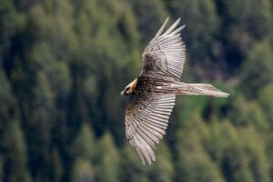 Zvíře, které tu 100 let nebylo, se znovu narodilo. Navíc ve volné přírodě