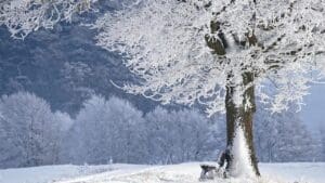 Zimní peklo na hřebenech Beskyd: Lysá hora hlásí 40 cm sněhu a nebezpečné poryvy větru