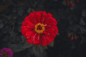 Karafiát jako urážka: Skutečná historie 8. března, kterou se vám komunisté báli přiznat