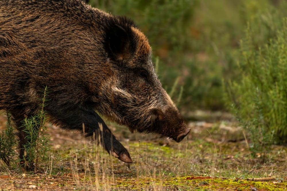 Monstra z ozářené zóny: Fukušimu ovládli noví hybridi, které tam příroda dřív neznala