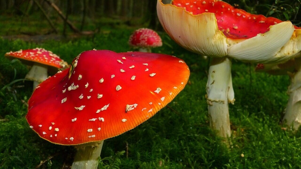 KVÍZ: Velký houbařský test: Jen 15 % Čechů uspěje