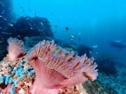 Éra záchrany oceánů je tu: vědci odchovali na souši přes 800 000 korálů