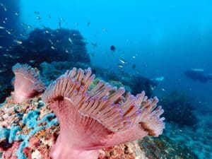 Éra záchrany oceánů je tu: vědci odchovali na souši přes 800 000 korálů