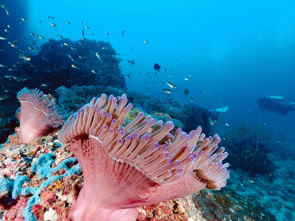 Éra záchrany oceánů je tu: vědci odchovali na souši přes 800 000 korálů