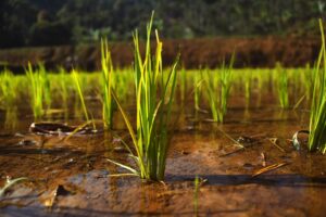 Válka v Íránu dopadá na indické farmáře, kvůli výpadku dodávek hnojiv hrozí hladomor milionům lidí