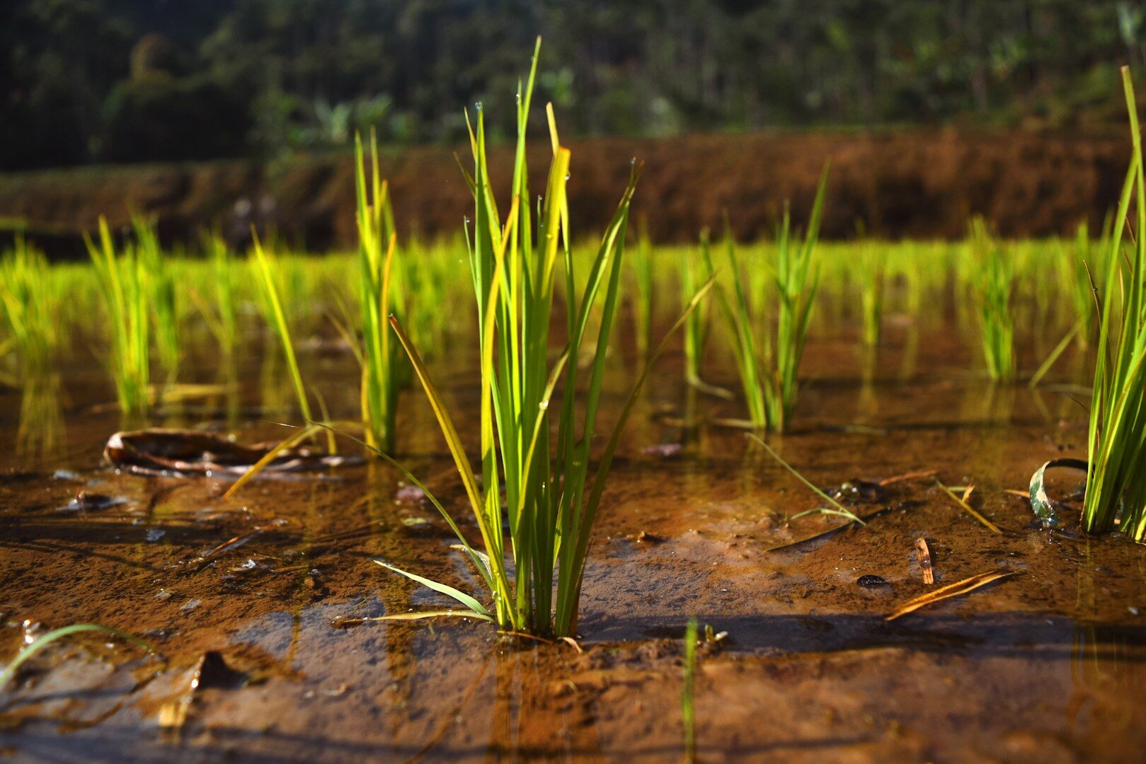 Válka v Íránu dopadá na indické farmáře, kvůli výpadku dodávek hnojiv hrozí hladomor milionům lidí