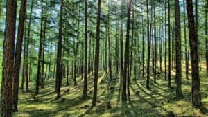 Jdete do lesa s cigaretou? Jediné potáhnutí vás může vyjít až na 15 000 korun