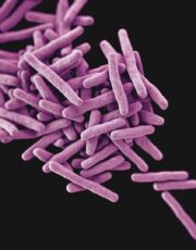 Zlom v léčbě infekcí: Nově navržená antibiotika zůstávají uvnitř buněk a zabíjejí superbakterie