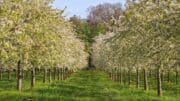 Budoucnost českého ovoce v ohrožení? Klimatické změny a náklady nutí k radikální změně