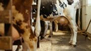 Budoucnost českého mléka: Jak modernizace a nové dotace pomohou našim chovatelům