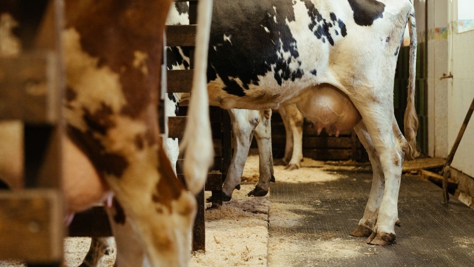 Budoucnost českého mléka: Jak modernizace a nové dotace pomohou našim chovatelům