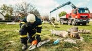 Stačí jeden centimetr a Češi tvrdě platí. Vyhláška určuje, který strom už bez úřadu nesmíte porazit