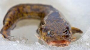 Čistě samičí ryba rodí genetické klony. Její systém opravy DNA může pomoci v biomedicíně