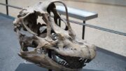 Skvělá zpráva pro vědu: V Thajsku objevili unikátně zachovalého 28tunového dinosaura