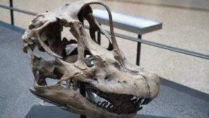 Skvělá zpráva pro vědu: V Thajsku objevili unikátně zachovalého 28tunového dinosaura