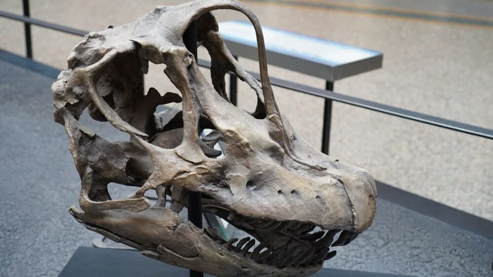 Skvělá zpráva pro vědu: V Thajsku objevili unikátně zachovalého 28tunového dinosaura