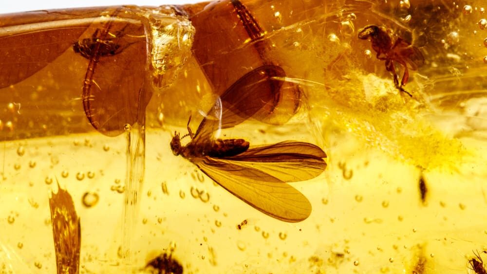 Paleontologové našli dosud nejstarší známý jantar. Pochází z prvotních lesů starých 380 milionů let