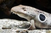 Genetická analýza potvrdila nový druh žraloka, hrozí mu však vyhynutí