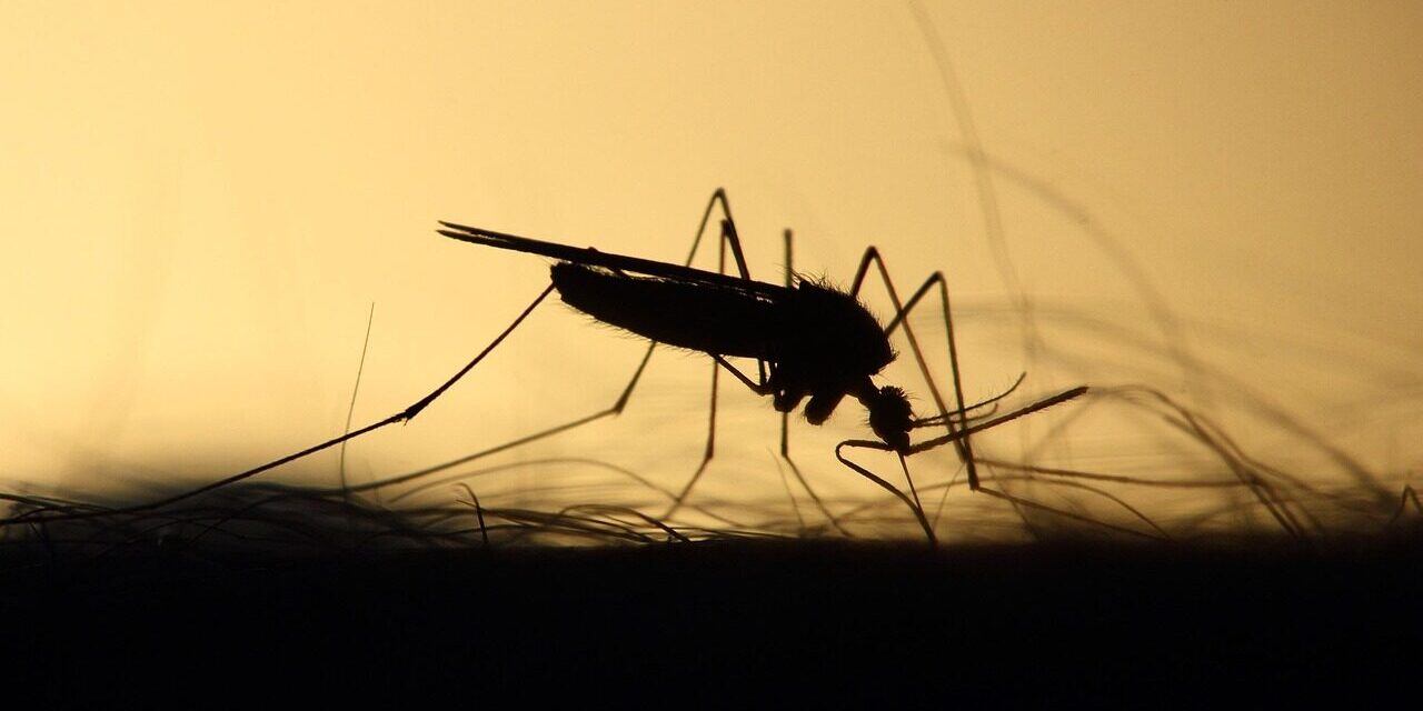 Má ho doma skoro každý Čech. Jednoduchý trik s ventilátorem dokáže potrápit komáry