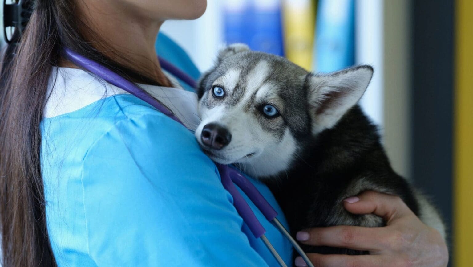 KVÍZ: Krev, stres i dojetí – Otestujte se, jak byste zvládli jeden den na veterinární klinice