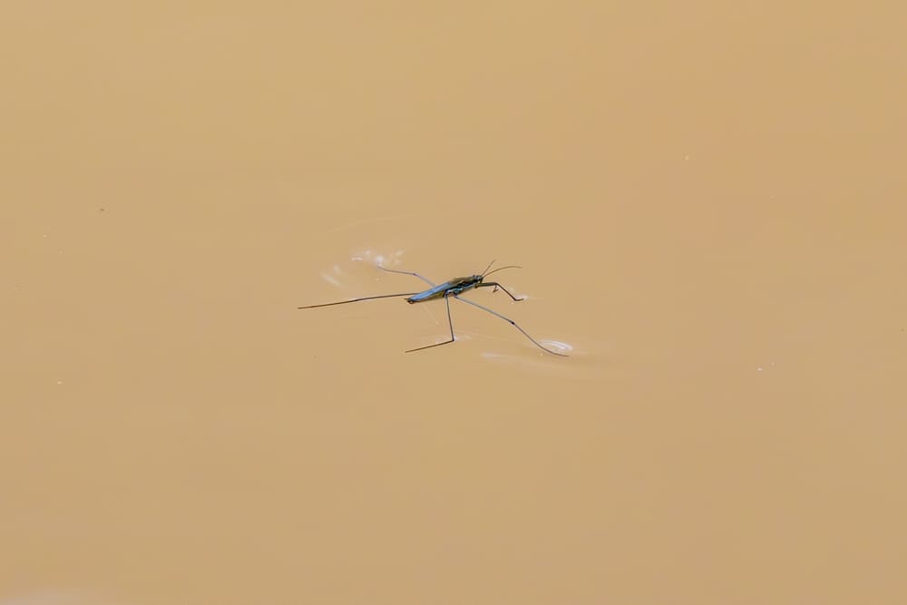 Peking představil „špionážního komára“. Miniaturní dron je určen i pro tajné mise