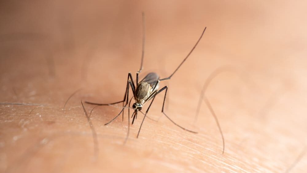 Peking vyhlásil válku komárům. Do boje nasadil chytré pasti i speciální rostliny