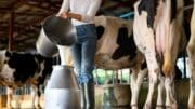 Česko má dostatek vlastního mléka, velká část se ale zpracovává v zahraničí. Ministerstvo to chce změnit