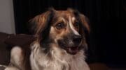 Máte psa s čipem? Policie ani veterinář z něj nezjistí to, co si většina majitelů myslí