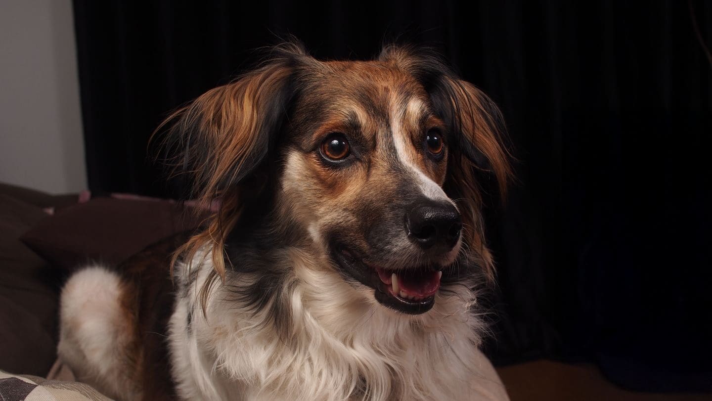 Máte psa s čipem? Policie ani veterinář z něj nezjistí to, co si většina majitelů myslí