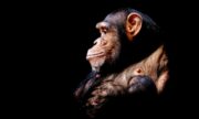 Virus starý miliony let mohl ovlivnit inteligenci šimpanzů. V lidské DNA po něm není stopa